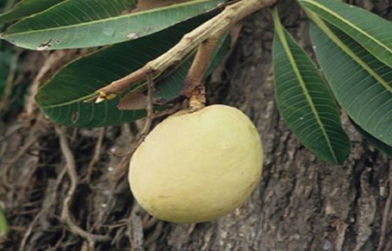 Picture of BALINESE WHITE MANGO SOAP