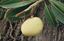 Picture of BALINESE WHITE MANGO SOAP