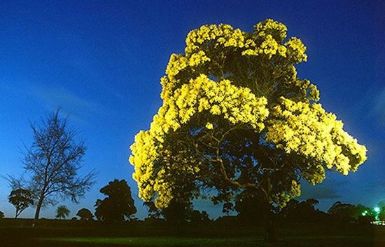 Picture of AUSTRALIAN WATTLE SOAP