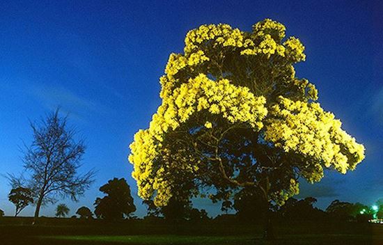 Picture of SOY WAX MELTS - AUSTRALIAN WATTLE