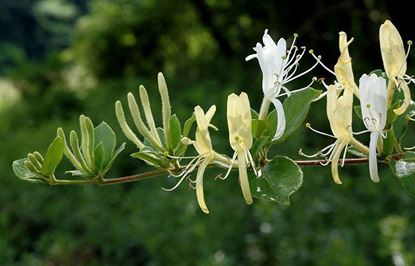 Picture of SOY WAX MELTS - JAPANESE HONEYSUCKLE