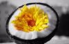 Picture of SOY WAX MELTS - ORANGE FLOWER AND COCONUT